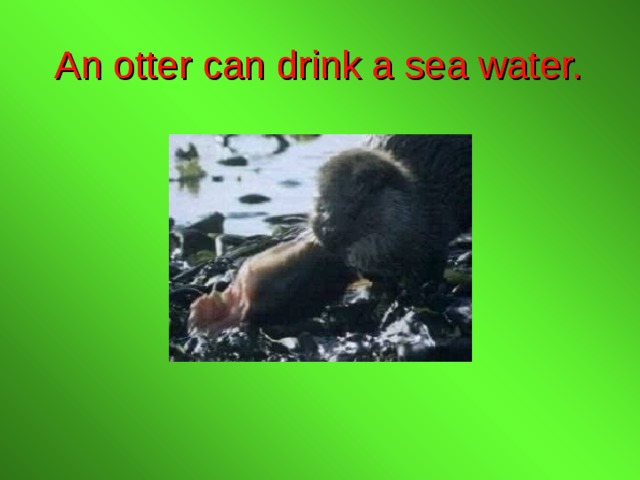 An otter can drink a sea water. 