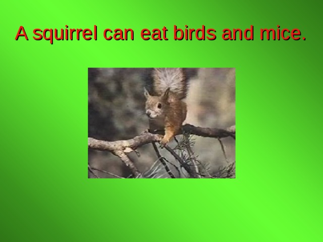 A squirrel can eat birds and mice. 