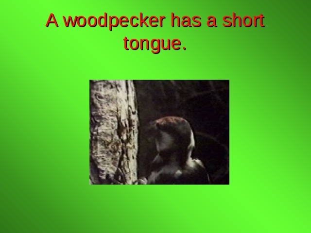 A woodpecker has a short tongue. 