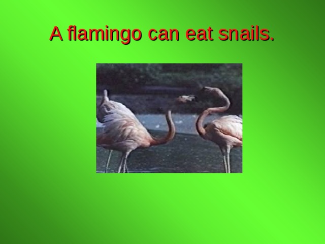 A flamingo can eat snails. 
