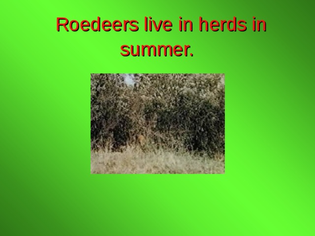  Roedeers live in herds in summer. 