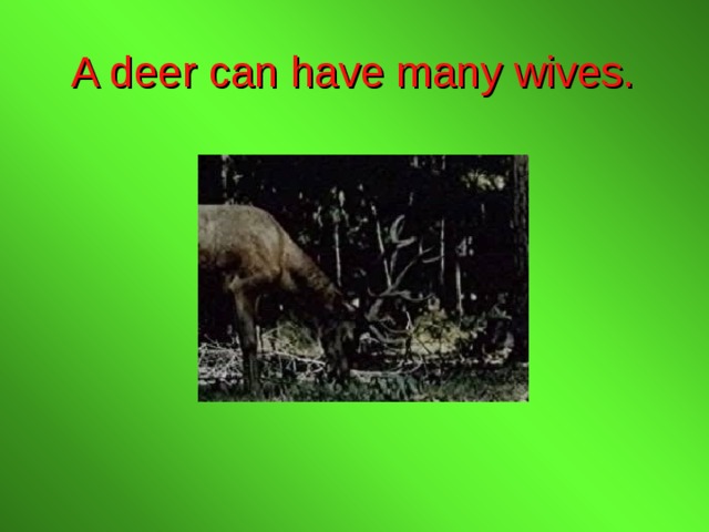 A deer can have many wives. 