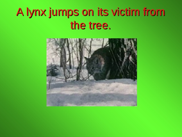 A lynx jumps on its victim from the tree. 