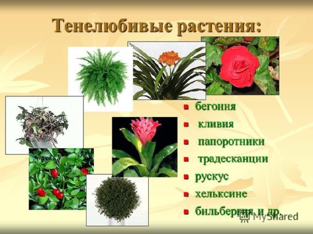 Светолюбивые и теневыносливые растения примеры Социальный экологический проект