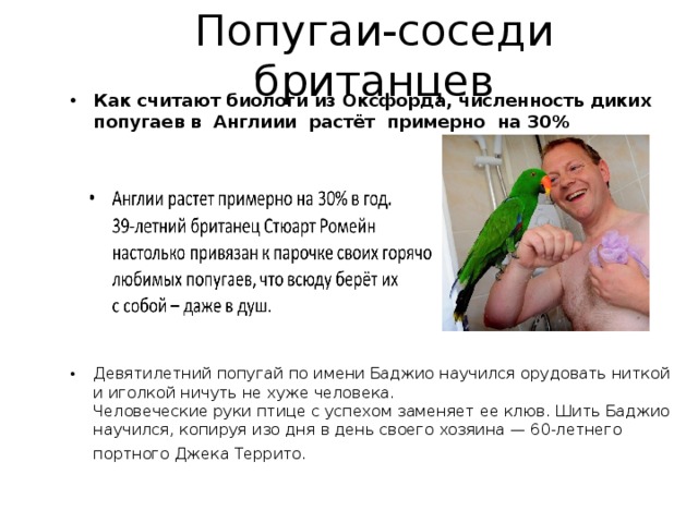 Попугаи-соседи британцев Как считают биологи из Оксфорда, численность диких попугаев в Англиии растёт примерно на 30%          Девятилетний попугай по имени Баджио научился орудовать ниткой и иголкой ничуть не хуже человека.   Человеческие руки птице с успехом заменяет ее клюв. Шить Баджио научился, копируя изо дня в день своего хозяина — 60-летнего портного Джека Террито.    