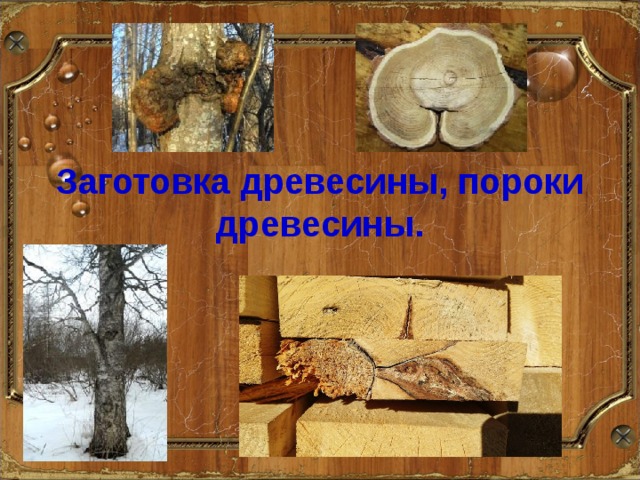 Пороки древесины презентация