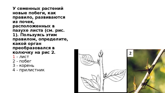 У семенных растений новые побеги, как правило, развиваются из почек, расположенных в пазухе листа (см. рис. 1). Пользуясь этим правилом, определите, какой орган преобразовался в колючку на рис 2.  1 - лист  2 - побег  3 - корень  4 - прилистник   