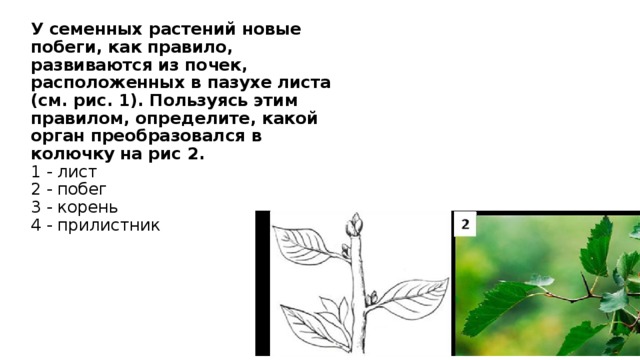 У семенных растений новые побеги, как правило, развиваются из почек, расположенных в пазухе листа (см. рис. 1). Пользуясь этим правилом, определите, какой орган преобразовался в колючку на рис 2.  1 - лист  2 - побег  3 - корень  4 - прилистник 