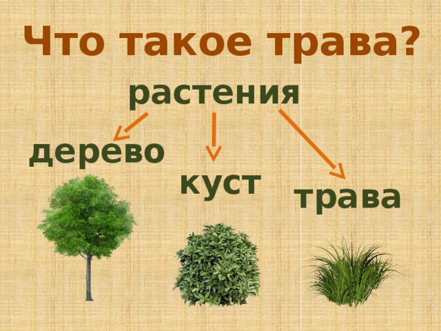 Дерево куст трава картинки для детей