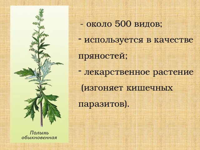  - около 500 видов;  используется в качестве пряностей;  лекарственное растение  (изгоняет кишечных паразитов). 