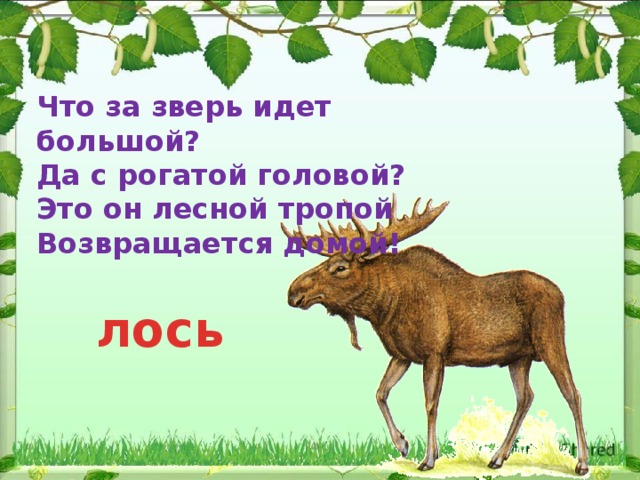 Загадка про лося. Загадка про лося для детей. Загадка про лося для дошкольников. Загадка про лося 2 класс.