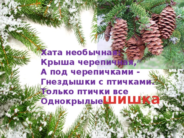 Хата необычная: Крыша черепичная, А под черепичками - Гнездышки с птичками. Только птички все Однокрылые. шишка 