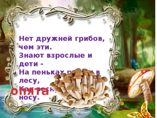 Нет дружней грибов, чем эти. Знают взрослые и дети - На пеньках растут в лесу, Как веснушки на носу. опята 