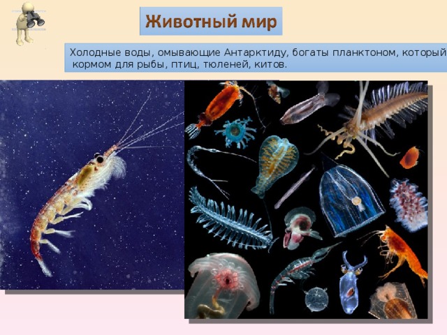Холодные воды, омывающие Антарктиду, богаты планктоном, который является  кормом для рыбы, птиц, тюленей, китов. 