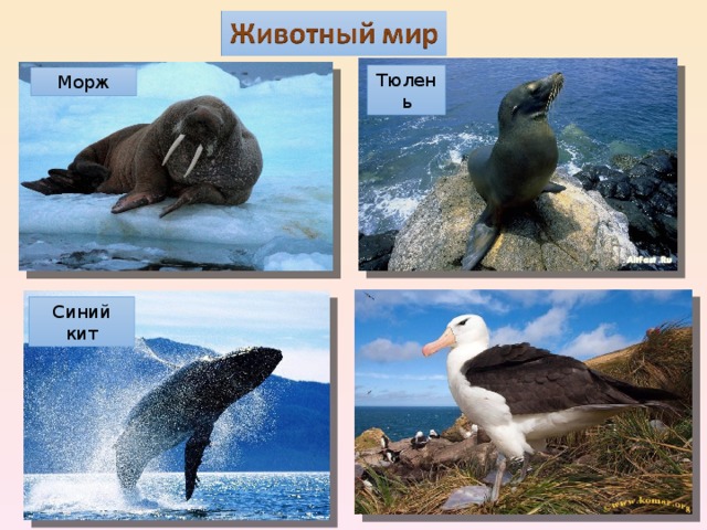Тюлень Морж Синий кит 