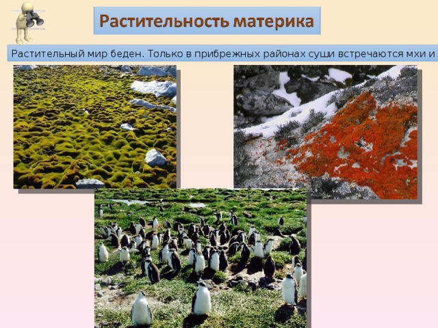 Растительный мир беден. Только в прибрежных районах суши встречаются мхи и лишайники 