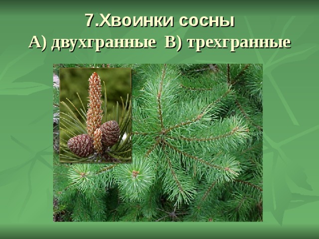 7.Хвоинки сосны  А) двухгранные В) трехгранные 