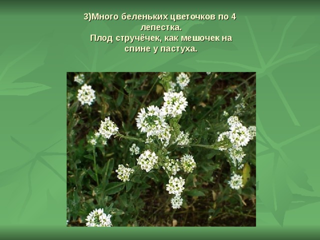 3)Много беленьких цветочков по 4  лепестка.  Плод стручёчек, как мешочек на  спине у пастуха.     