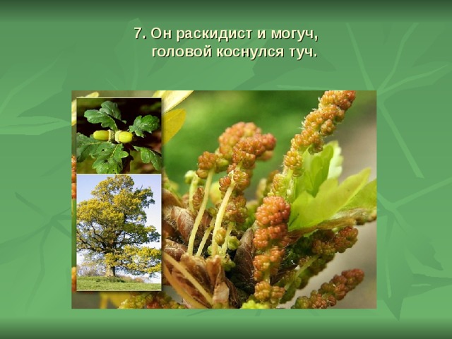 7. Он раскидист и могуч,  головой коснулся туч.    