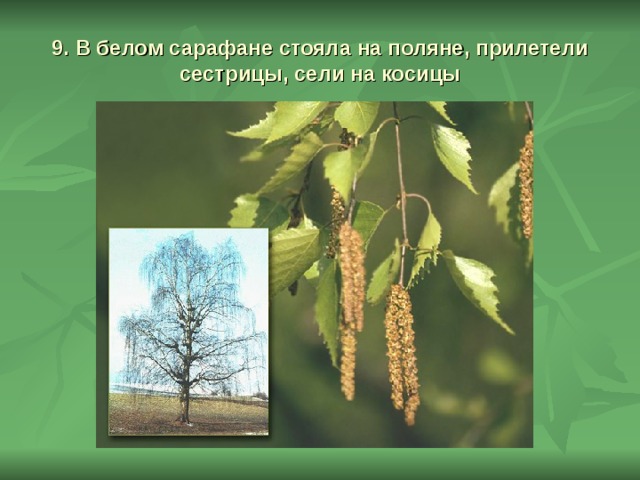 9. В белом сарафане стояла на поляне, прилетели сестрицы, сели на косицы 