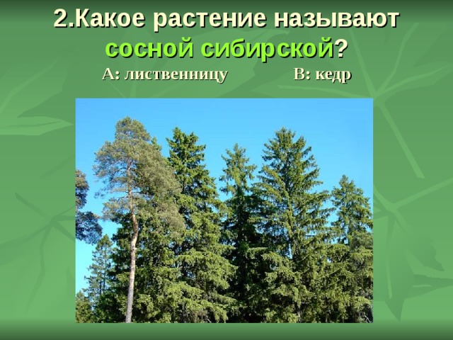 2.Какое растение называют сосной сибирской ?  А: лиственницу В: кедр 