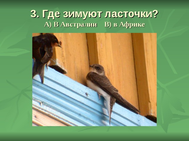 3. Где зимуют ласточки?  А) В Австралии В) в Африке 