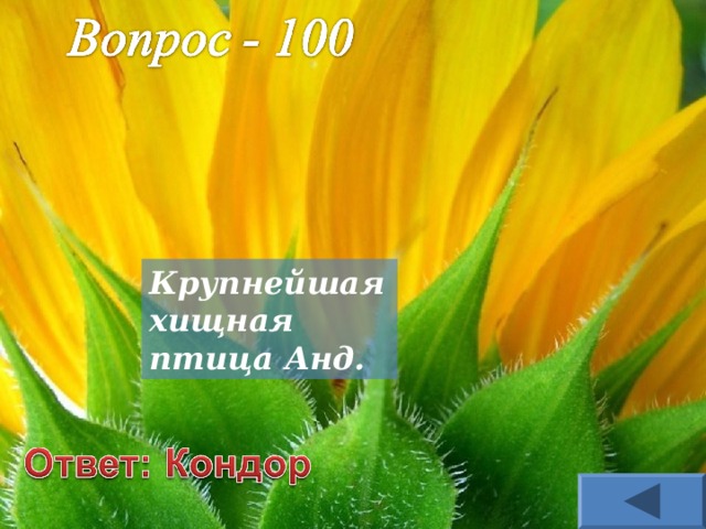 Крупнейшая хищная птица Анд. 