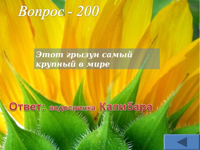Этот грызун самый крупный в мире 