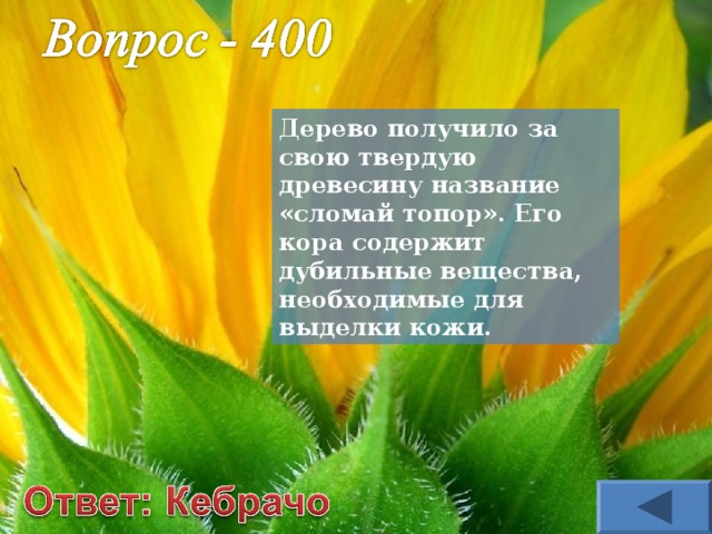 Дерево получило за свою твердую древесину название «сломай топор». Его кора содержит дубильные вещества, необходимые для выделки кожи. 