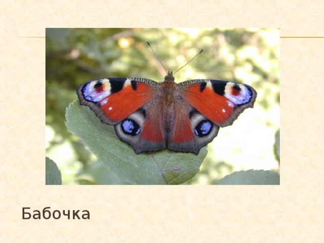 Бабочка 