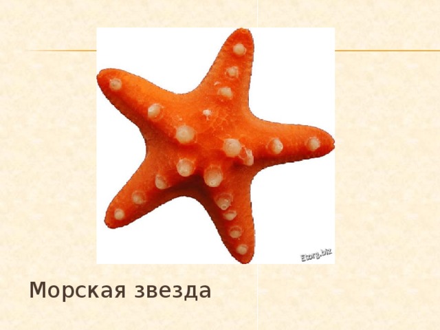 Морская звезда 