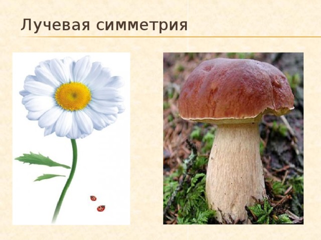 Лучевая симметрия 