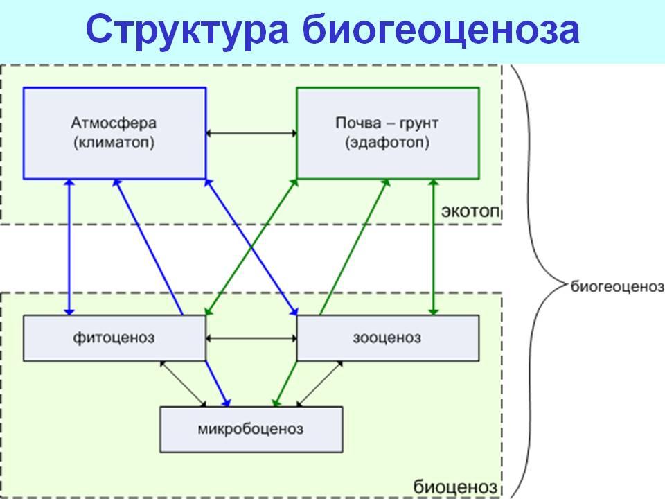 Состав экосистемы схема. Структура экосистемы схема. Схема по биологии структура экосистем. Схема строения биогеоценоза.