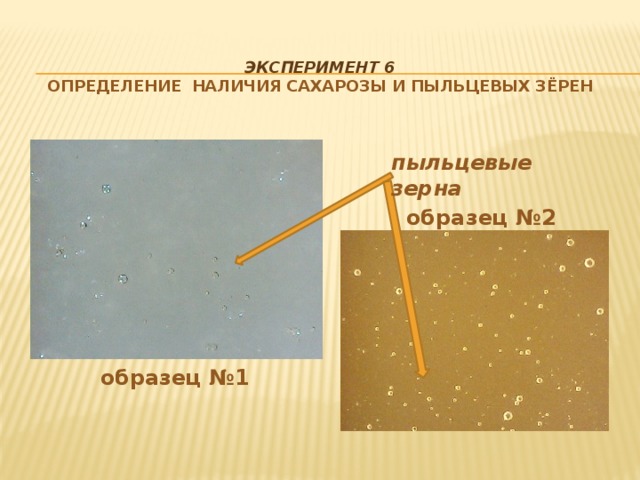 Эксперимент 6   Определение наличия сахарозы и пыльцевых зёрен   пыльцевые зерна образец №2 образец №1