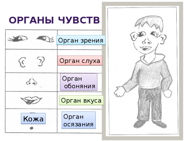 Органы чувств нарисуйте условные знаки к правилам. Знаки органов чувств. Условные знаки орган зрения. Условный знак органа обоняния. Нарисовать орган зрения слуха обоняния.