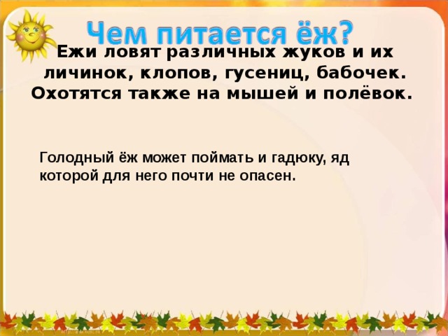 Ежи ловят различных жуков и их личинок, клопов, гусениц, бабочек. Охотятся также на мышей и полёвок.  Голодный ёж может поймать и гадюку, яд которой для него почти не опасен. 
