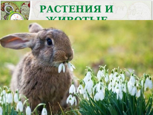 РАСТЕНИЯ И ЖИВОТЫЕ 