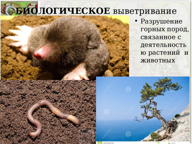 БИОЛОГИЧЕСКОЕ выветривание Разрушение горных пород, связанное с деятельностью растений и животных 