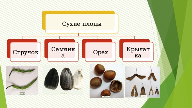 Отметь изображение на котором сухие плоды