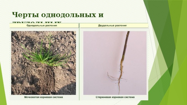 Мария и константин собрали и подготовили для гербария образцы растений