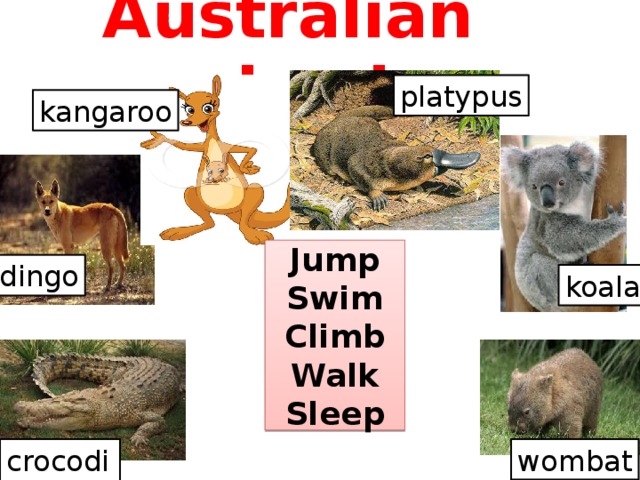 Australian animals platypus kangaroo Jump Swim Climb Walk Sleep dingo koala crocodile wombat 