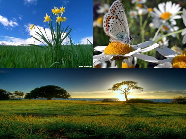 Изменения в природе летом 5 класс биология. Летние изменения в природе. Летние изменения в живой природе. Сезонные изменения в природе лето. Природные изменения летом.