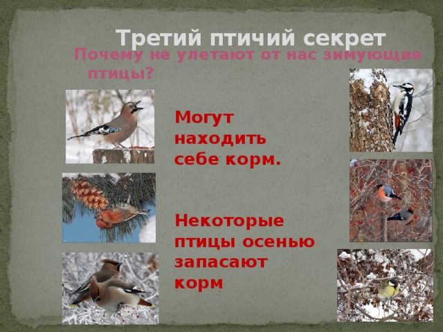 Третий птичий секрет Почему не улетают от нас зимующие птицы? Могут находить себе корм.   Некоторые птицы осенью запасают корм