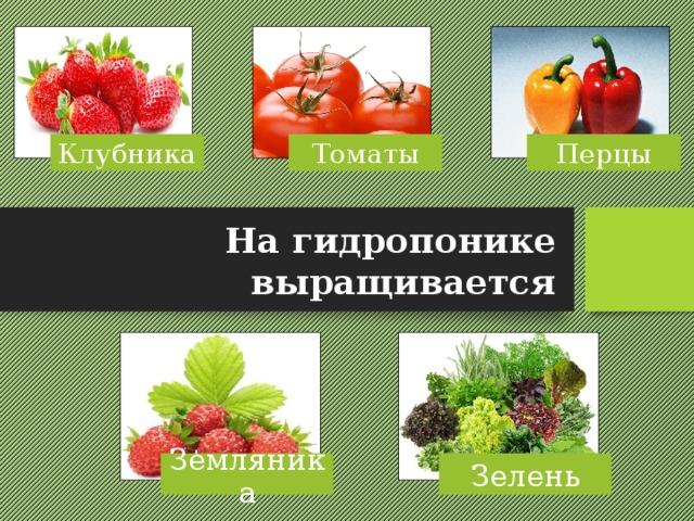Клубника Томаты Перцы На гидропонике выращивается Земляника Зелень 