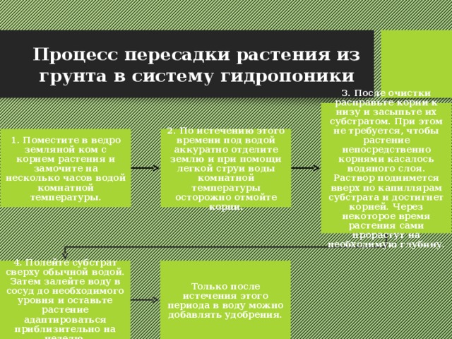 Процесс пересадки растения из грунта в систему гидропоники 3. После очистки расправьте корни к низу и засыпьте их субстратом. При этом не требуется, чтобы растение непосредственно корнями касалось водяного слоя. Раствор поднимется вверх по капиллярам субстрата и достигнет корней. Через некоторое время растения сами прорастут на необходимую глубину. 1. Поместите в ведро земляной ком с корнем растения и замочите на несколько часов водой комнатной температуры. 2. По истечению этого времени под водой аккуратно отделите землю и при помощи легкой струи воды комнатной температуры осторожно отмойте корни. 4. Полейте субстрат сверху обычной водой. Затем залейте воду в сосуд до необходимого уровня и оставьте растение адаптироваться приблизительно на неделю. Только после истечения этого периода в воду можно добавлять удобрения. 