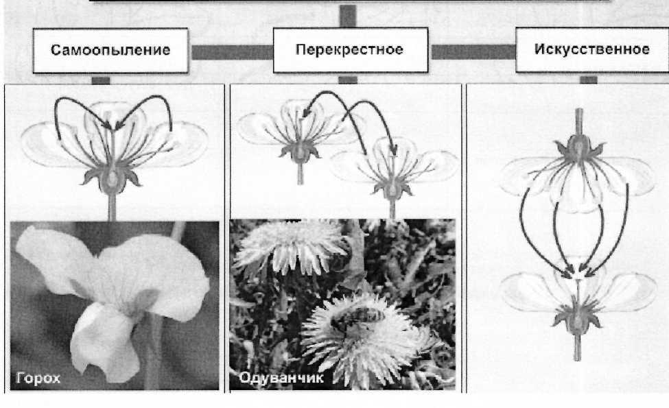 Рассмотрите рисунок выскажите свое предположение о том как опыляется цветок такого строения