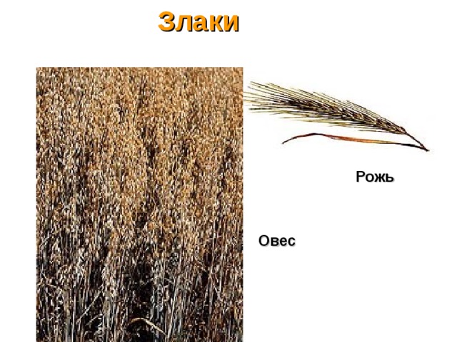 Люцерна лен кормовая свекла пшеница хлопчатник рожь. Люцерна лен пшеница рожь. Как выглядит овес,рожь, люцерна. Как выглядит рожь люцерна. Рожь пшеница хлопчатник.