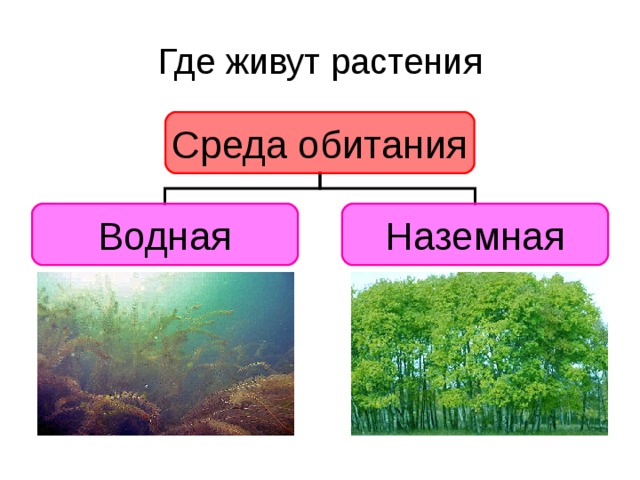 Окружающий мир 1 класс как живут растения презентация