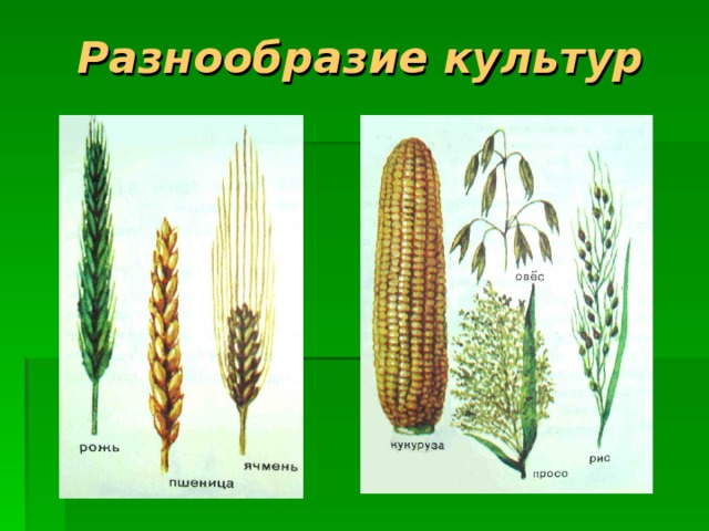 От земледелия к геометрии презентация