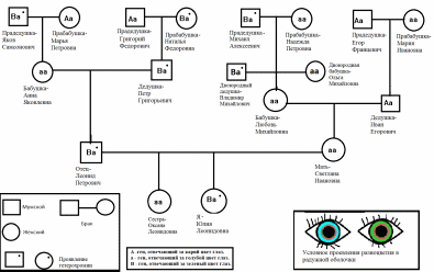 Родословная по цвету глаз схема до прабабушек и прадедушек